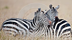 Pair zebras on the savannah