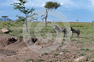 Pair of Zebras in the savannah