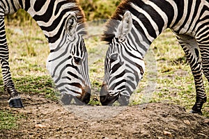 Pair of Zebras sharing some salt