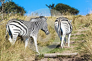 Pair of Zebras Walking up Hiking Trail