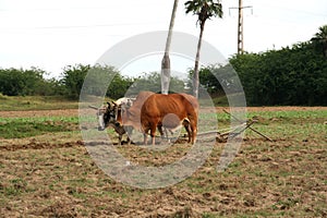 Pair of zebus plowing the land in Pinar del RÃÂ­o, Cuba. Cuban cattle. Cuban agriculture and livestock. Manual plow drawn by animal photo