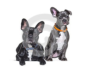 Paire of French Bulldog sitting and wearing an orange collar dog photo