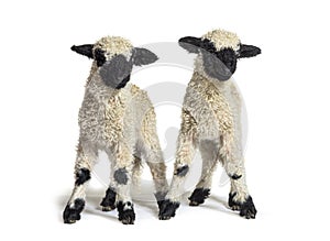 Paire of Lambs Valais Blacknose sheep standing on white photo