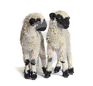 Paire of Lambs Valais Blacknose sheep standing on white