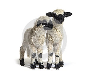 Paire of Lambs Valais Blacknose sheep standing on white photo