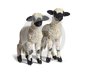 Paire of Lambs Valais Blacknose sheep standing on white photo