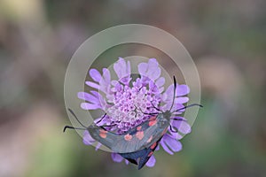 paire of zygaena butterfly sitting on a scabiosa flower photo