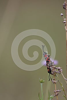 paire of zygaena carniolica sitting in the grass photo
