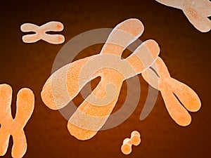 Paired human chromosomes photo