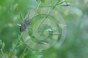 Pairing beetles in green grass in a meadow