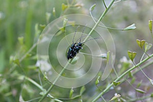 Pairing beetles in green grass in a meadow