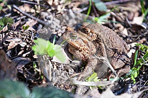 The pairing of common toads
