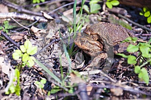 The pairing of common toads