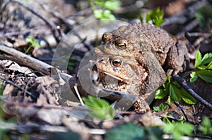 The pairing of common toads