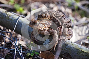 The pairing of common toads