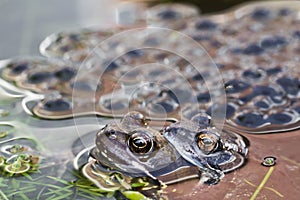 Pairing frogs with spawn