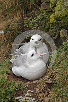 Pairing Fulmars photo