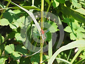 Pairing of two dragonflies, ivars, vila sana, lerida, spain, europe