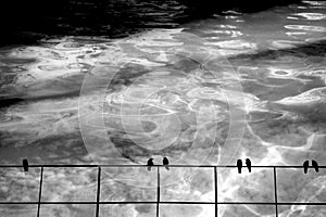 Pairs of birds sitting on the wire, monochrome background of ice water