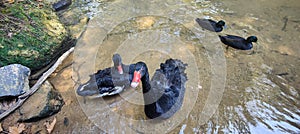 Pairs of black swans and black ducks at the small creek