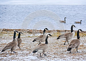 Pairs of Canadian Geese on Beach