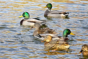 Pairs of ducks