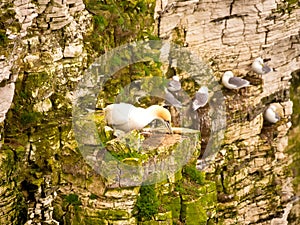 Pairs of Gannets on cliffs