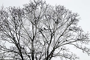 Pairs of Jackdaw and Hooded crow birds in tree