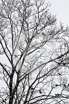 Pairs of Jackdaw and Hooded crow birds in tree