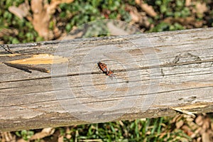 Pairs of mating fire bugs, Pyrrhocoris apterus