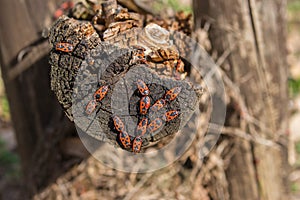 Pairs of mating fire bugs, Pyrrhocoris apterus