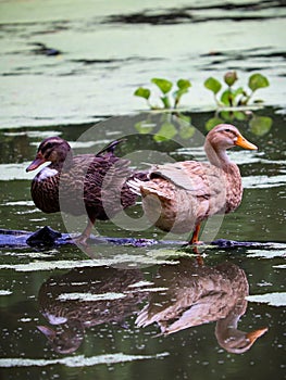 Pairs Mottled Duck birds with water reflation