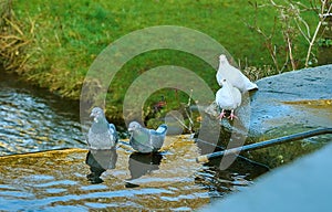 Pairs of Pigeons and Doves Bathing