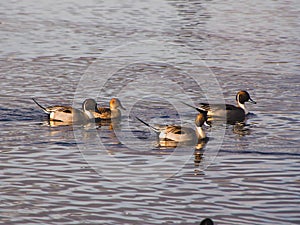 A pairs of Pintails swimming in the lake.