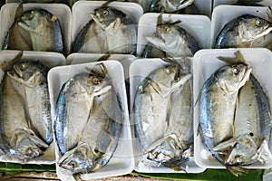 Pairs of salted and steamed short mackerel or packed and wrapped