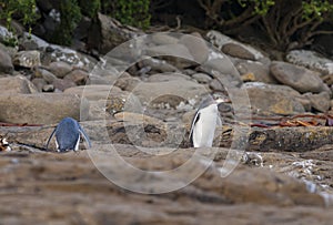 Pairs of yellow-eyed penguins or hoiho arriving at waters edge early evening in preparation to head out to sea to feed