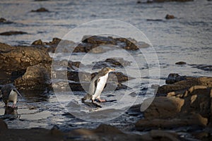 Pairs of yellow-eyed penguins or hoiho arriving at waters edge early evening in preparation to head out to sea to feed