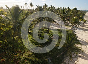 Paisagem tropical coconut trees with the sunshine photo