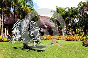 Paisagismo tropical com jardins, construÃ§Ãµes coloridas ao fundo cercadas por muita vegetaÃ§Ã£o