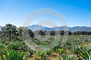 Paisaje campo de agaves tipo lechuguilla para hacer las bebidas alcohÃ³licas de tequila y raicilla.