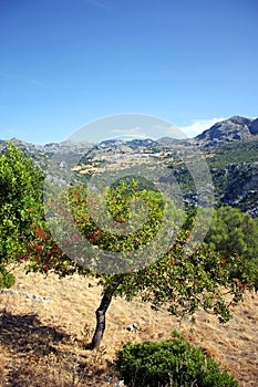 Paisaje de la Sierra de Grazalema con el pueblo de Benaocaz al fondo, provincia de CÃ¡diz AndalucÃ­a EspaÃ±a