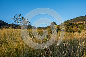 Landscape with wheat at dawn photo