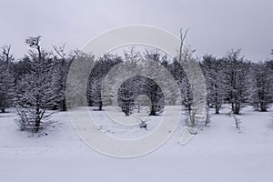 Paisaje invernal con bosques llenos de nieve. photo
