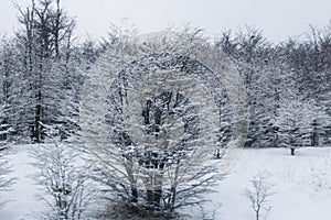 Paisaje invernal con bosques llenos de nieve. photo