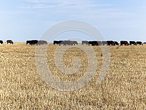 Paisaje rural campo con rastrojos de trigo photo