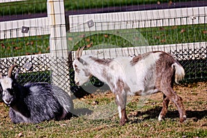 Pait of beautiful goats on the green field
