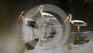 Paited storks birds