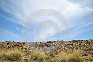 Paja Ichu or Peruvian Feather Grass, Amazing Desert Plants in Atacama Desert, Antofagasta Region of Northern Chile photo