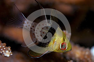 Pajama cardinal fish