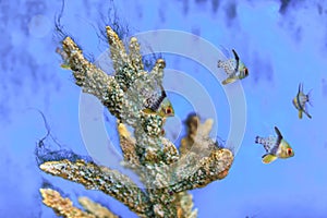 Pajama cardinal fish